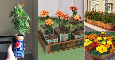 20 Ideas To Grow Marigolds In Hanging Baskets, Window Boxes and Unique Containers