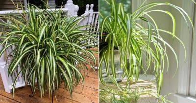 How To Water Spider Plants So They Never Die