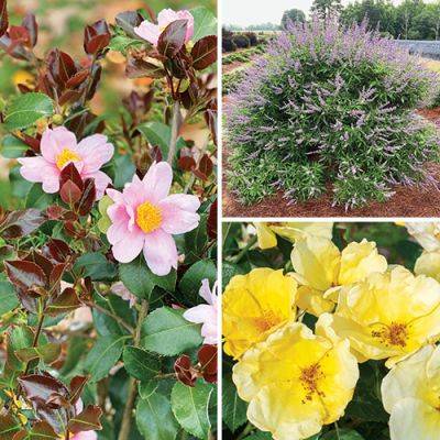 The Best Trees and Shrubs for 2024