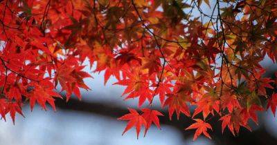 How to Identify and Manage Common Japanese Maple Diseases