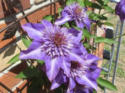Restore clematis vines with extreme pruning