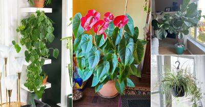 21 Best Perennial Houseplants that Live for Years