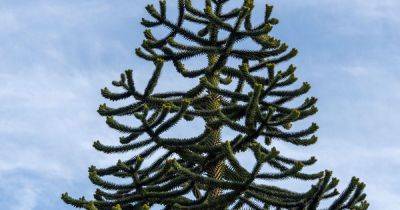 How to Grow and Care for a Monkey Puzzle Tree