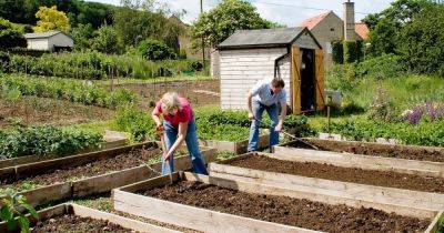 How to Start an Allotment