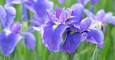 Common Reason Why Irises Fail to Bloom