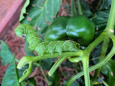 How To Get Rid Of Hornworms Organically