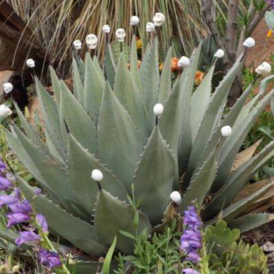 Great Native Plants for Western Gardens