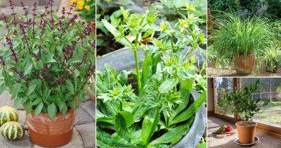 8 Best Thai Herbs to Grow in Containers