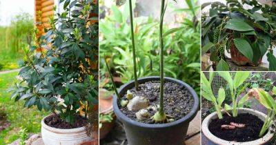 Grow these 10 Herbs and Spices from Cuttings and Divisions