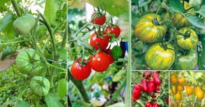 27 Best Tasting Tomatoes for Your Cuisines!