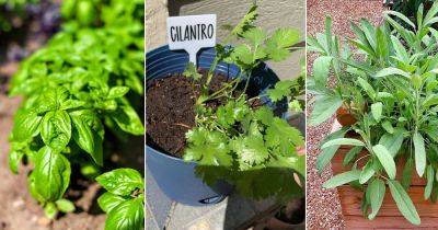 11 Fast Growing Herbs You Can Grow From Seeds