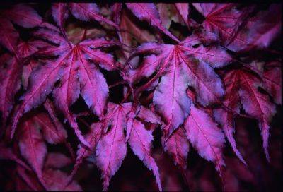 the world of japanese maples, with the nichols brothers