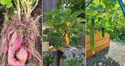 12 Vegetables that Produce Many from Just One Plant