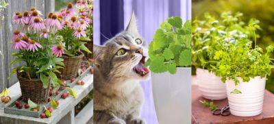 11 Best Herbs For Cats