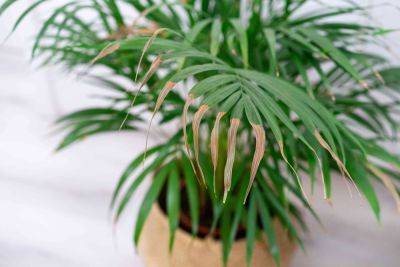 6 Houseplant Mistakes You Should Avoid for Happy Plants, Pros Say