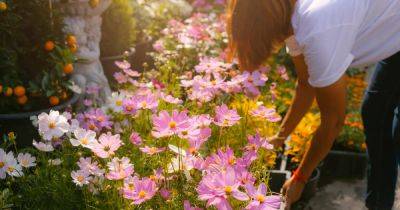 Gardening: 10 fast-growing, ultra-productive annuals that can be sown right now