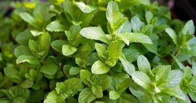 15 of the Best Mint Varieties to Grow at Home | Gardener's Path