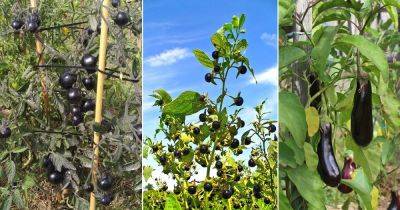 7 Black Nightshade Plants
