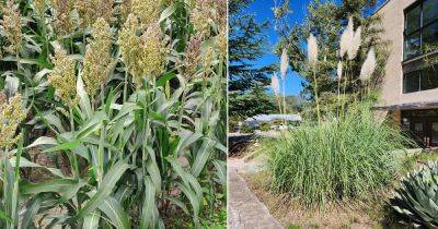 12 Plants That Look Like Corn