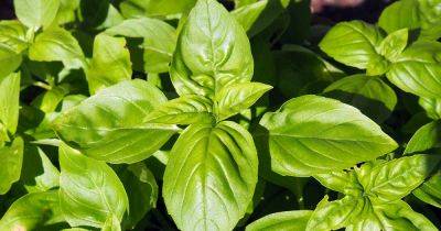How and When to Fertilize Basil | Gardener's Path