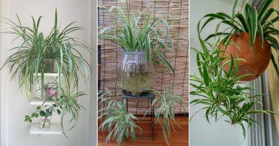 Best Pot for Spider Plant: Select the Right One
