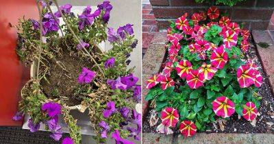 How to Revive Petunias If They Are Dying