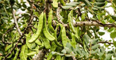 How to Grow and Care for a Carob Tree