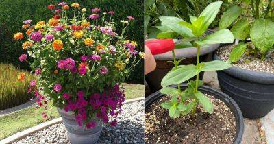 8 Best Tricks for Never Ending Zinnia Blooms in Your Garden