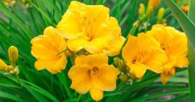When and How to Transplant Daylilies