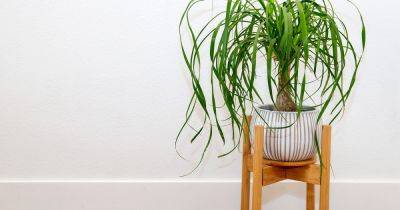 How to Grow and Care for a Ponytail Palm
