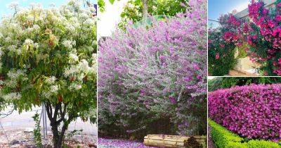 11 Fast Growing Shrubs For Privacy in Texas