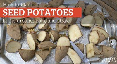 How to Plant Seed Potatoes in the Ground, in Pots, & in Straw