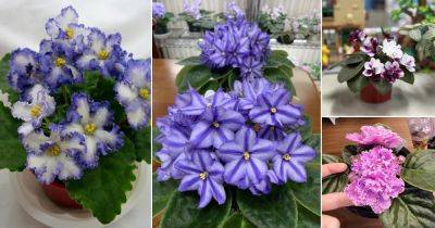 16 African Violet Varieties With Dual Color Flowers