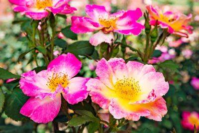 Visit The Birmingham Botanical Gardens To See An Impressive Collection Of Roses