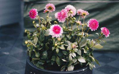 How to Plant Dahlias In Pots
