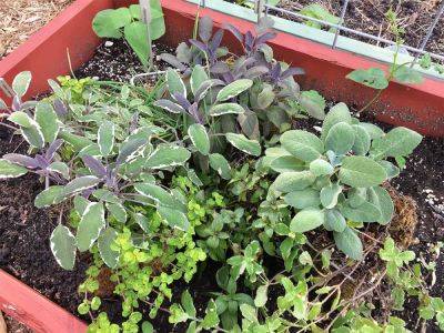 How To Grow Sage At Home