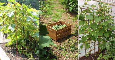 Secrets to Growing Cucumbers Like Seasoned Gardeners
