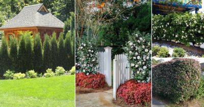 5-6 Foot Evergreen Shrubs For Privacy