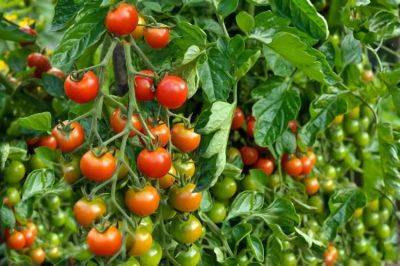6 Tomato Care Tips Gardeners Wish They Knew Sooner