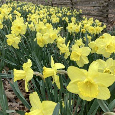 GPOD on the Road: Spring at Wellfield Botanic Gardens