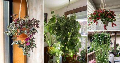 20 Best Plants For Hanging From the Ceiling