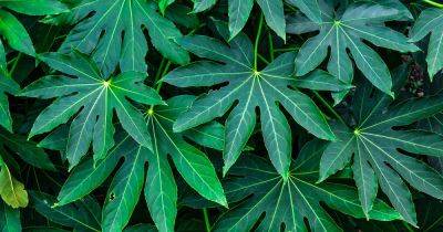 How to Propagate Fatsia from Seed | Gardener's Path