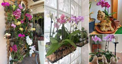 19 Orchid Arrangement Ideas