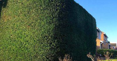 How to Grow and Care for Leyland Cypress