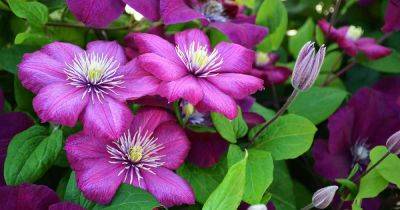 5 Reasons Your Clematis May Fail to Bloom