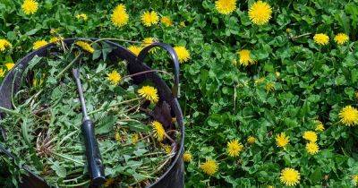 How to Control Dandelions in the Lawn or Garden