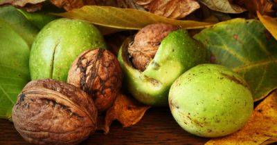 How to Grow and Care for a Walnut Tree, and Harvest Walnuts