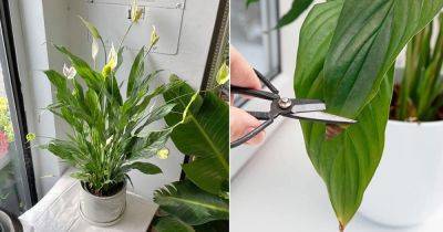 How To Keep A Peace Lily Alive and Thriving for Years to Come