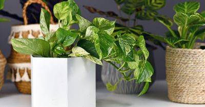How to Care for Golden Pothos (Devil's Ivy)