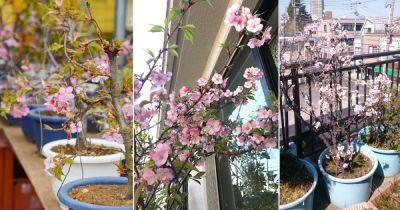How to Grow Cherry Blossoms in a Pot